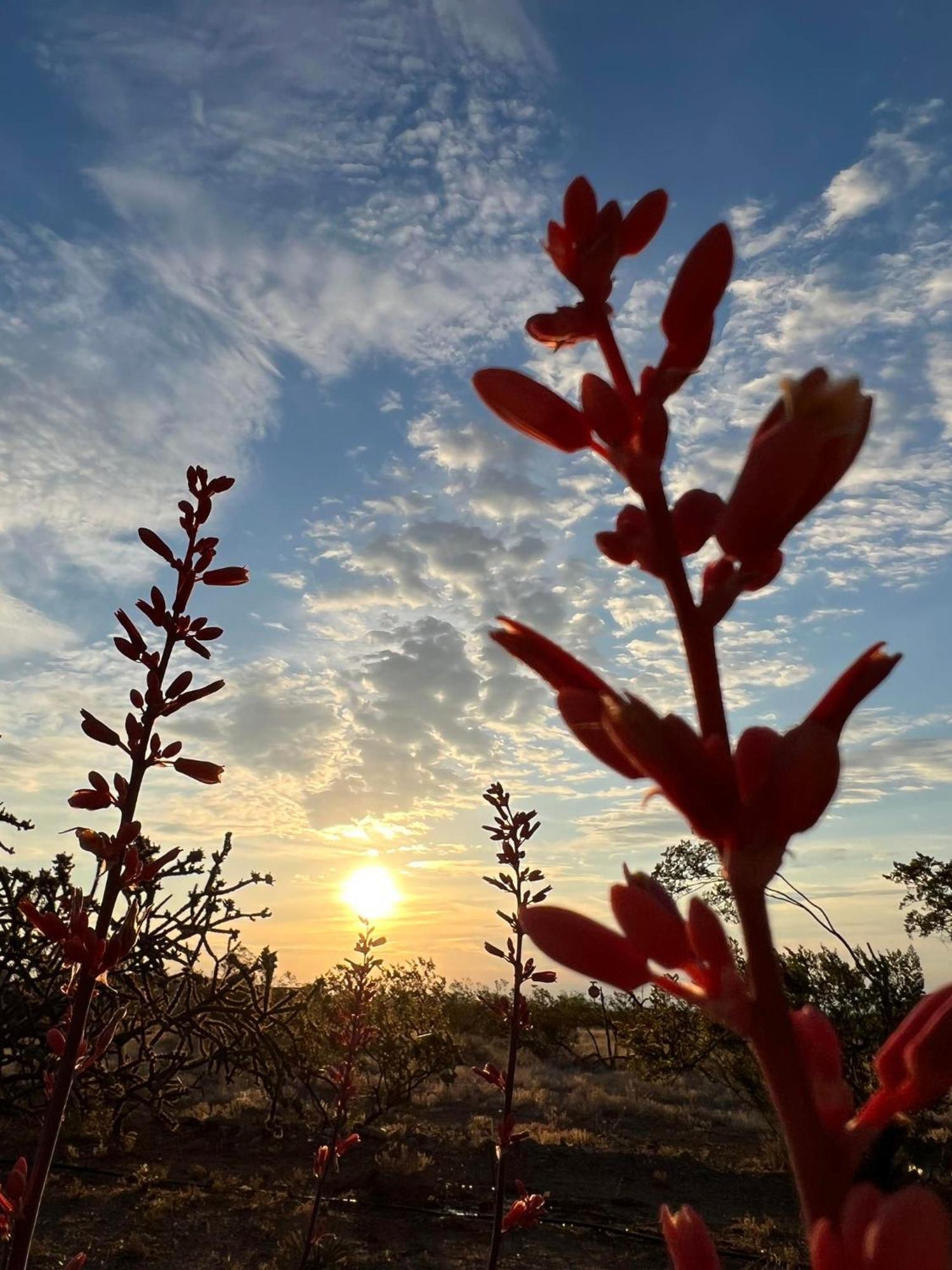 Hole In The Wall Getaway - Usa Mexico Border Bed And Breakfast Columbus Esterno foto