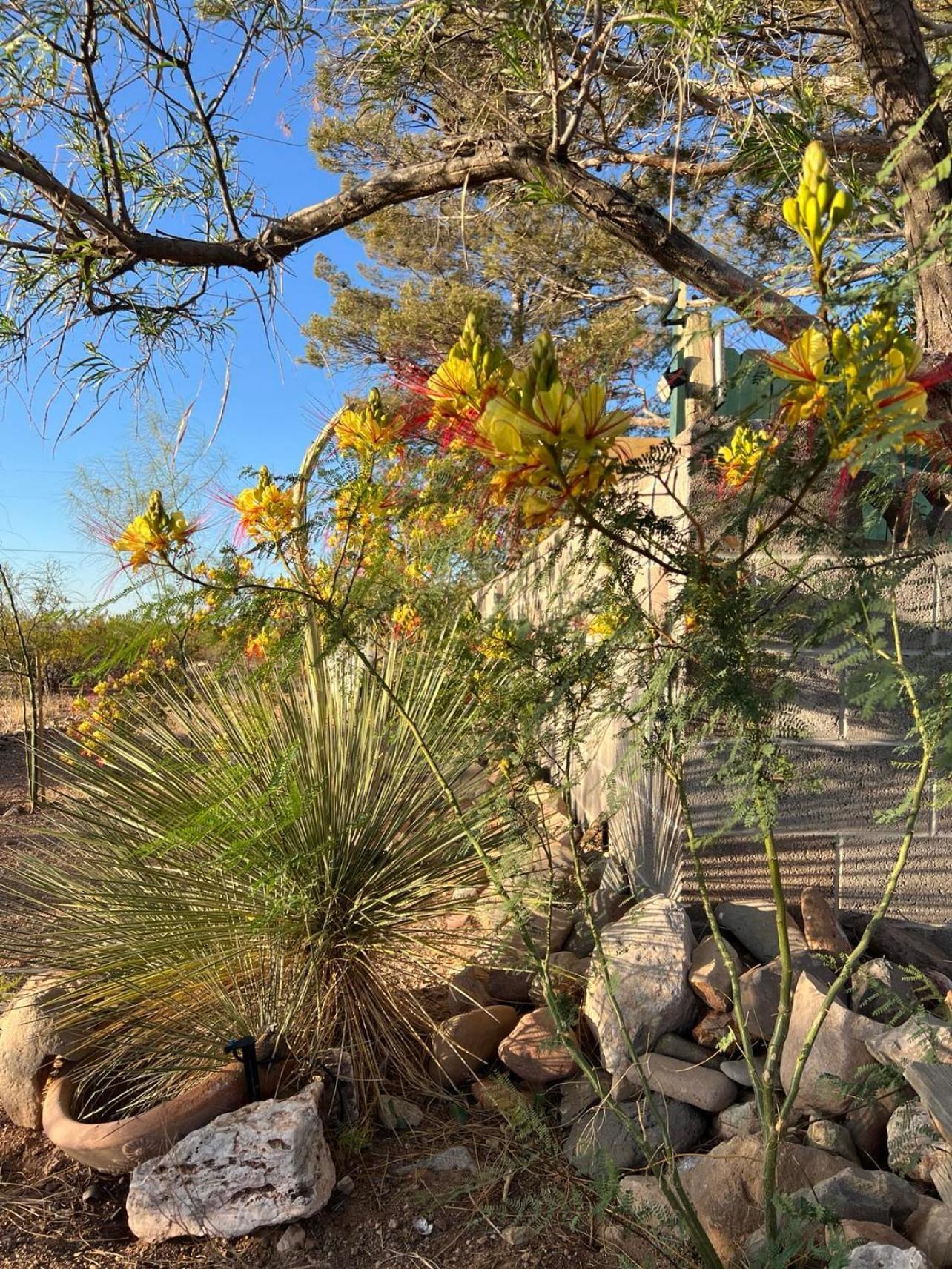Hole In The Wall Getaway - Usa Mexico Border Bed And Breakfast Columbus Esterno foto