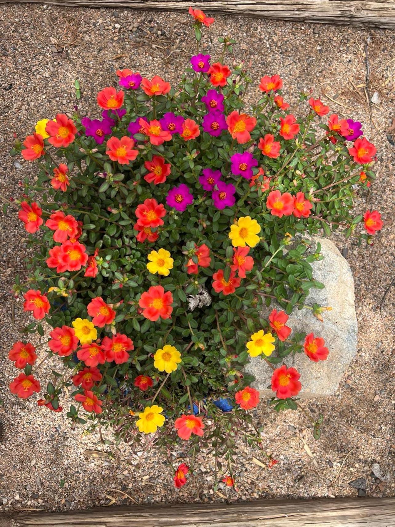 Hole In The Wall Getaway - Usa Mexico Border Bed And Breakfast Columbus Esterno foto